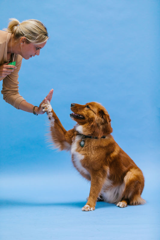 Pet Training